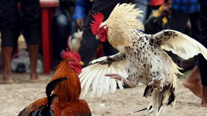 Cockfighting at Phdream